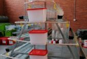 Cages for 100 chickens