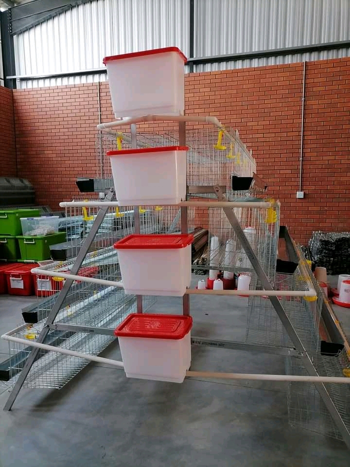 Cages for 100 chickens