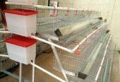 Cages for 100 chickens