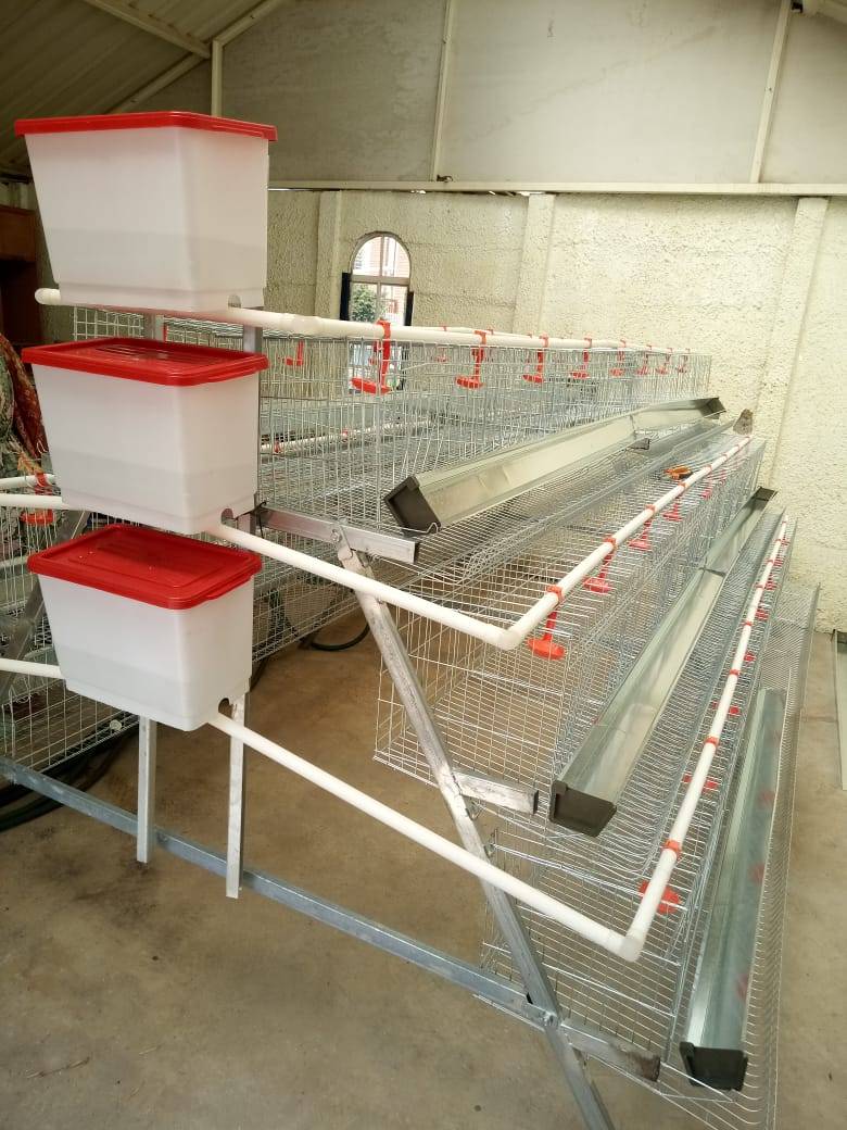 Cages for 100 chickens