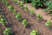 Irrigation system