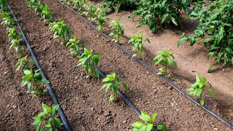 Irrigation system