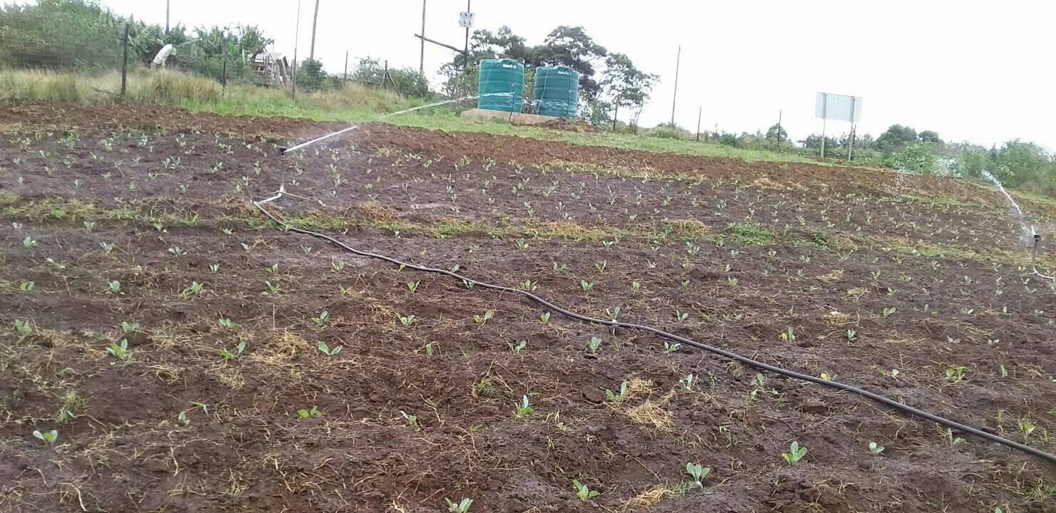 Irrigation system