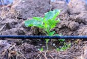 Irrigation system