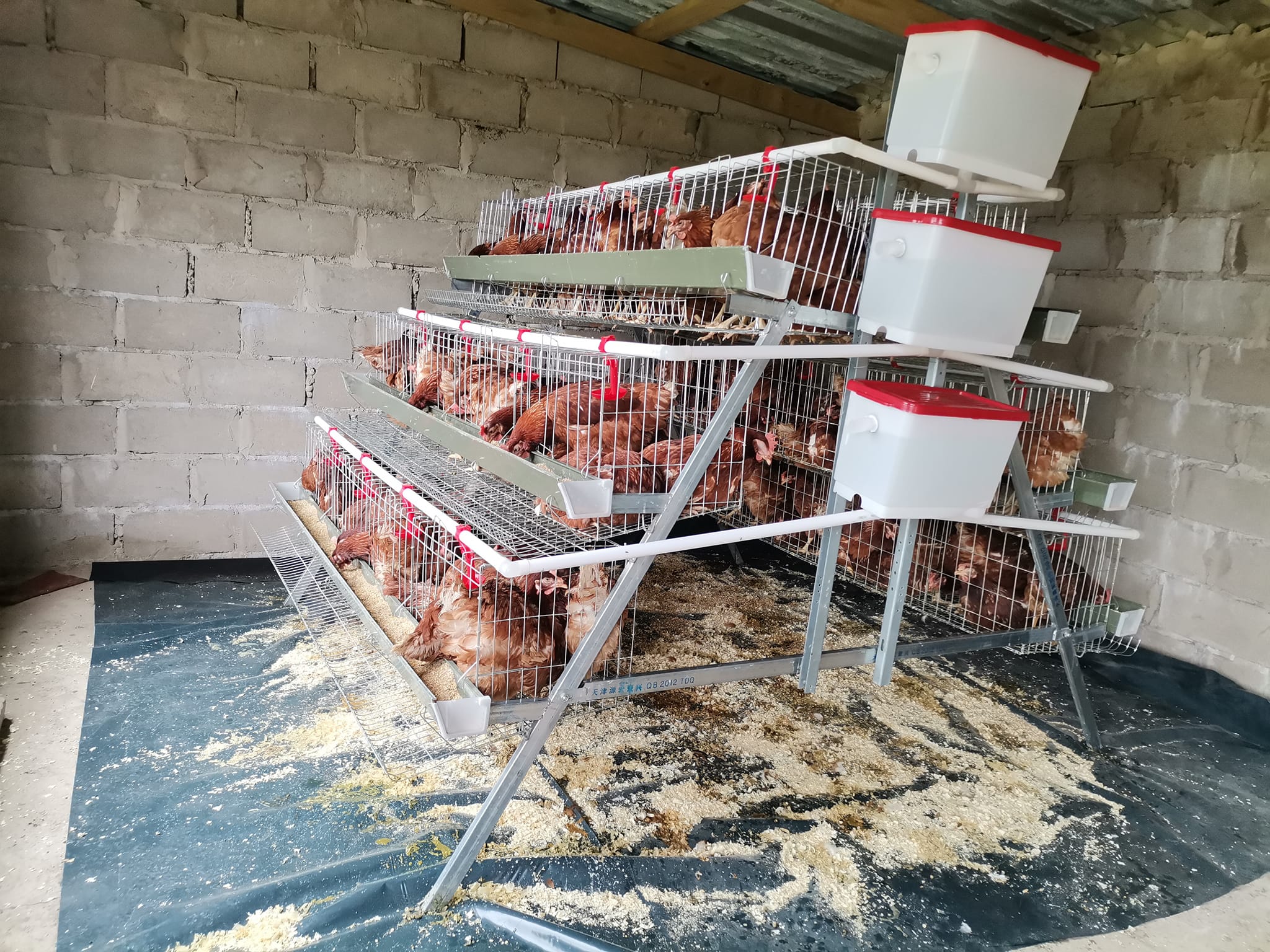 Ukugada izinkukhu zamaqanda